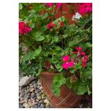 Colorful Geraniums in Brick Red Planter