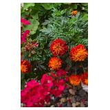 Colorful Geraniums in Brick Red Planter