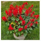 Stunning Salvia Planting