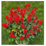 Stunning Salvia Planting