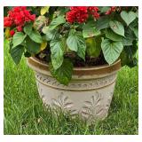 Stunning Salvia Planting