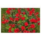 Stunning Salvia Planting