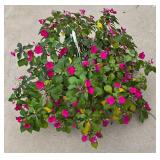 Gorgeous Hanging Plant