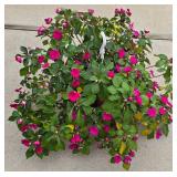 Gorgeous Hanging Plant