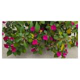 Gorgeous Hanging Plant