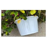 Gorgeous Hanging Plant