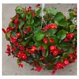 Trio of Hanging Planters