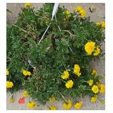 Trio of Hanging Planters