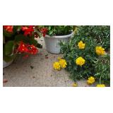 Trio of Hanging Planters