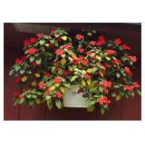 Large & Colorful Hanging Plant