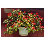 Large & Colorful Hanging Plant