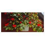 Large & Colorful Hanging Plant