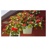 Large & Colorful Hanging Plant