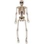 5 ft. Skeleton