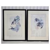 Fine Art Avian Print Pair - Eugenia Imperatrix - Glaucis Lanceolata