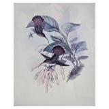 Fine Art Avian Print Pair - Eugenia Imperatrix - Glaucis Lanceolata