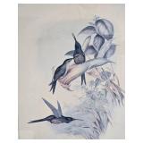 Fine Art Avian Print Pair - Eugenia Imperatrix - Glaucis Lanceolata