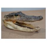 Florida Taxidermied 7" Alligator Head