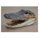 Florida Taxidermied 7" Alligator Head