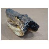 Florida Taxidermied 7" Alligator Head