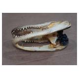 Florida Taxidermied 7" Alligator Head