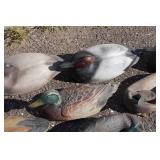 Assorted Duck Decoys