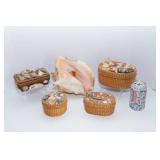 Collection of Shell Baskets and Seashells