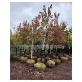 Autumn Blaze 2.5" B&B Trees