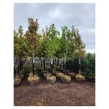 Autumn Blaze 2.5" B&B Trees