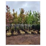 Autumn Blaze 2.5" B&B Trees