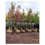 Autumn Blaze 2.5" B&B Trees