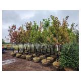 Autumn Blaze 2.5" B&B Trees