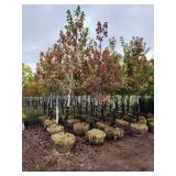 Autumn Blaze 2.5" B&B Trees