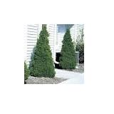 Holmstrup Arborvitae 5