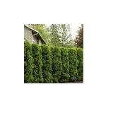 Holmstrup Arborvitae 5