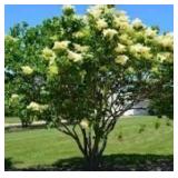 Japanese Lilac Clump 8