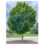 State Street Maple 2.5"