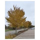 State Street Maple 2.5"