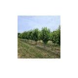 Autumn Blaze Clump Maples - 12