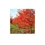 Autumn Blaze Clump Maples - 12