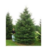 Black Hills Spruce 6