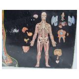 Vintage RENWAL "Visible" Man w/Original Box