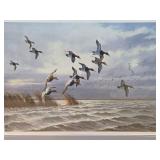 Framed Signed Numbered DAVID MAASS Wildlife Print w/Ducks - "Windswept Canvasbacks"
