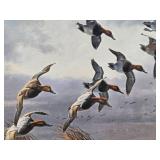 Framed Signed Numbered DAVID MAASS Wildlife Print w/Ducks - "Windswept Canvasbacks"