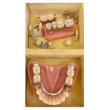 Vintage Dental Prosthetics Display Set in Case