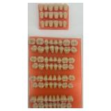 Dental Prosthetic Tooth Set Collection with Storage Box