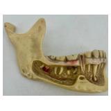 Vintage Dental Office Collection with Kohlhaas Card System, 1967 Appointment Book, and Jaw Model