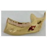 Vintage Dental Office Collection with Kohlhaas Card System, 1967 Appointment Book, and Jaw Model