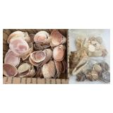 Collection of Assorted Seashells with Large Cowrie Shell