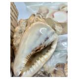 Collection of Assorted Seashells with Large Cowrie Shell